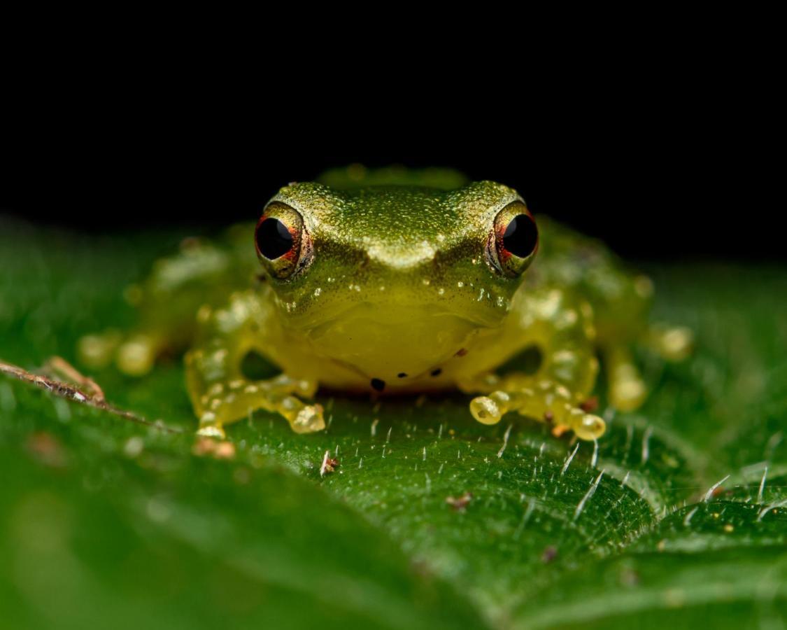 Kuyana Amazon Lodge Archidona Luaran gambar