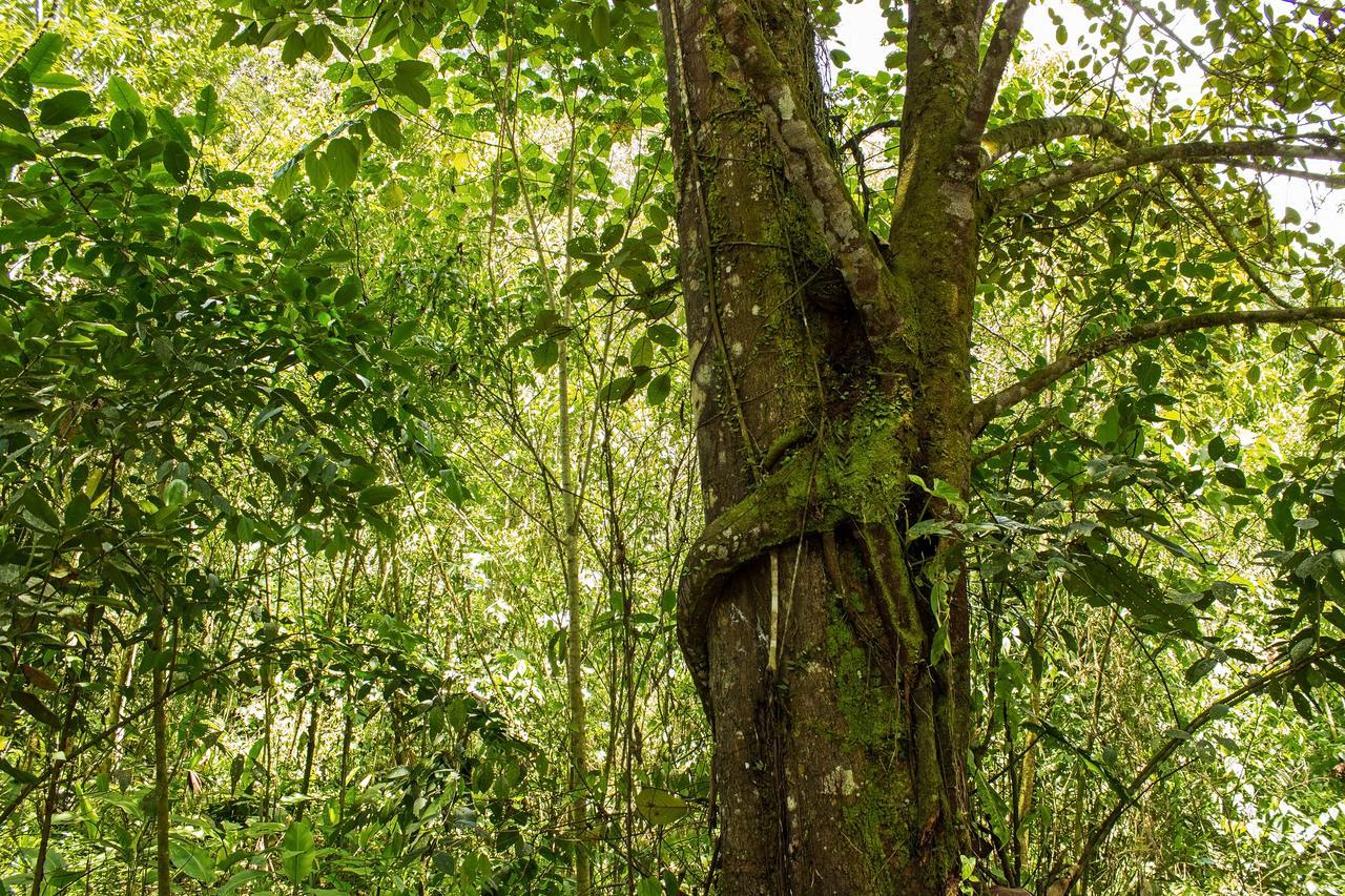 Kuyana Amazon Lodge Archidona Bilik gambar